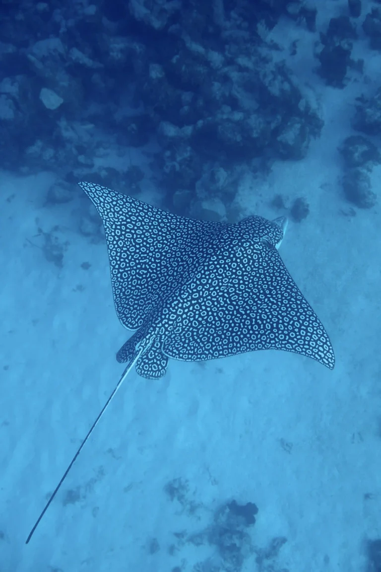 dscf2026 ezgif.com jpg to webp converter