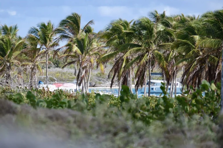 dscf8378 ezgif.com jpg to webp converter